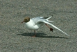 Black-headed Gull