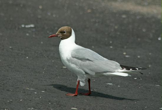 Black-headed Gull <i>Larus ridibundus</i>