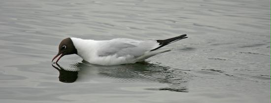 bl-hd_gull-19