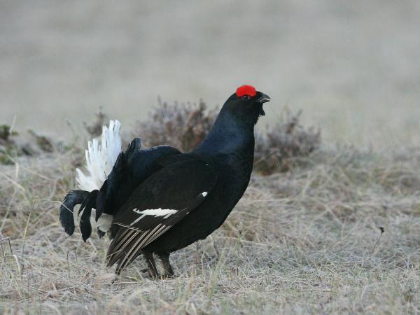 Black Grouse <i>Tetrao tetrix</i>