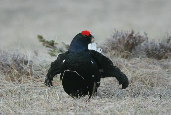 Black Grouse <i>Tetrao tetrix</i>