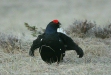 Black Grouse