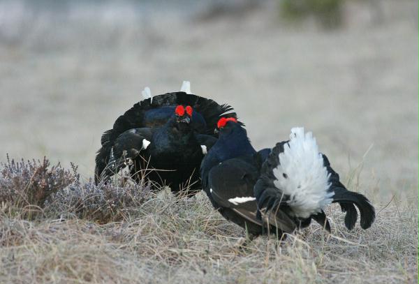 Black Grouse <i>Tetrao tetrix</i>