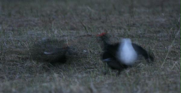 Black Grouse <i>Tetrao tetrix</i>