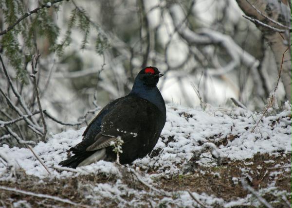 Black Grouse <i>Tetrao tetrix</i>