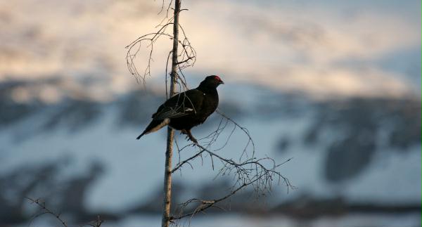 Black Grouse <i>Tetrao tetrix</i>