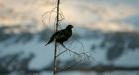 Black Grouse