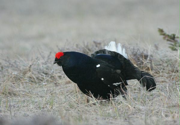 Black Grouse <i>Tetrao tetrix</i>