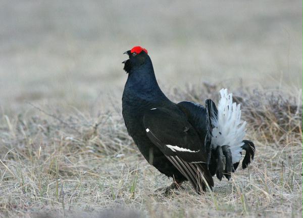 Black Grouse <i>Tetrao tetrix</i>