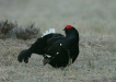 Black Grouse