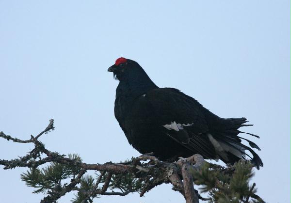 Black Grouse <i>Tetrao tetrix</i>