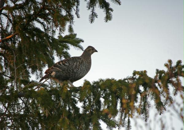 Black Grouse <i>Tetrao tetrix</i>