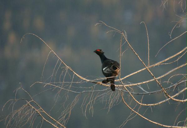 Black Grouse <i>Tetrao tetrix</i>