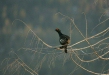 Black Grouse
