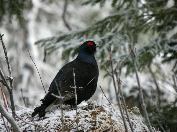 Black Grouse <i>Tetrao tetrix</i>