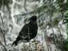 Black Grouse