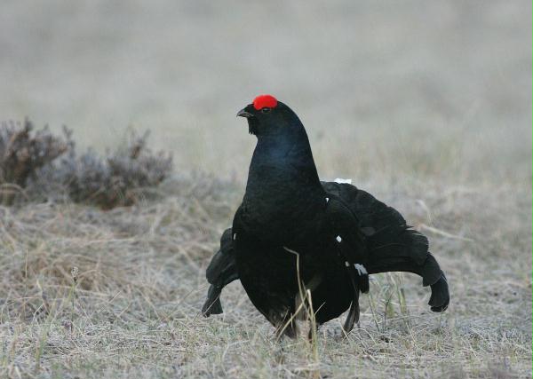 Black Grouse <i>Tetrao tetrix</i>