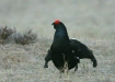 Black Grouse