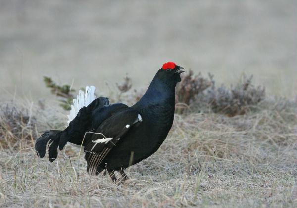 Black Grouse <i>Tetrao tetrix</i>