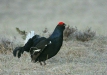Black Grouse