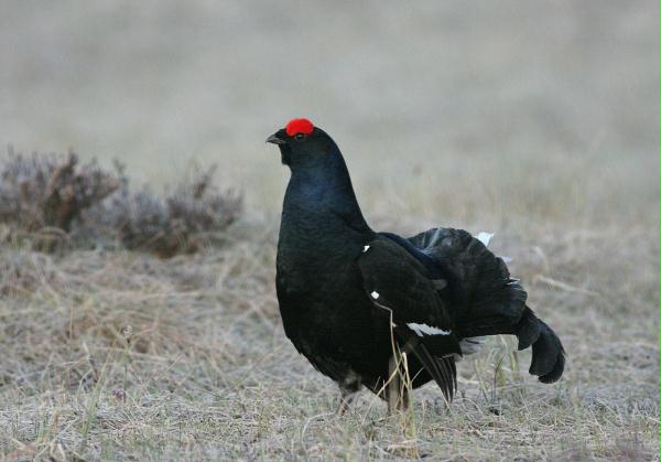 Black Grouse <i>Tetrao tetrix</i>