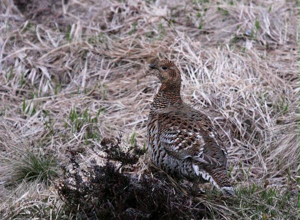 Black Grouse <i>Tetrao tetrix</i>