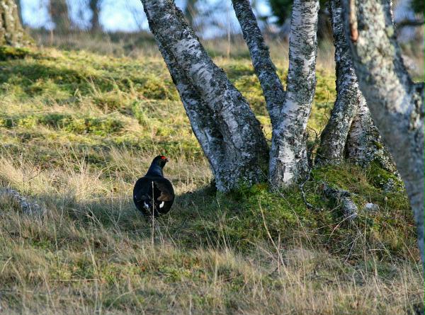 Black Grouse <i>Tetrao tetrix</i>