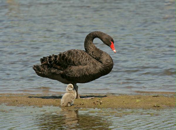 Black Swan <i>Cygnus atratus</i>