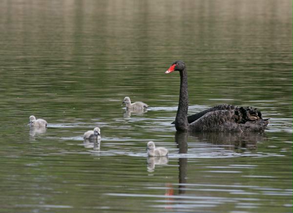 Black Swan <i>Cygnus atratus</i>