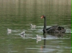 Black Swan