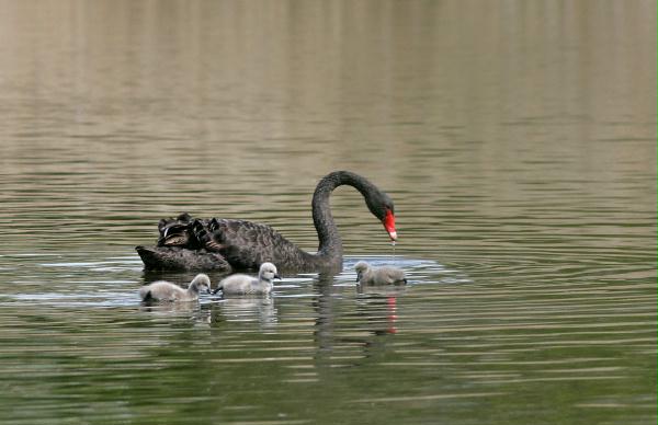 Black Swan <i>Cygnus atratus</i>