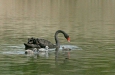 Black Swan