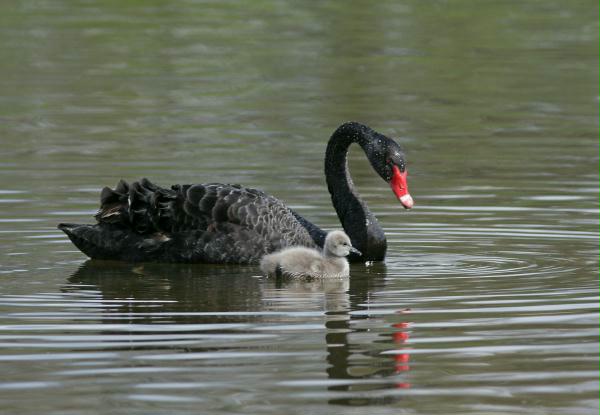 Black Swan <i>Cygnus atratus</i>
