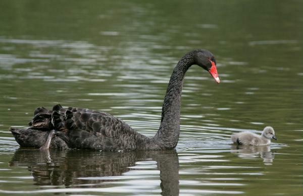 Black Swan <i>Cygnus atratus</i>