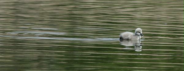 Black Swan <i>Cygnus atratus</i>