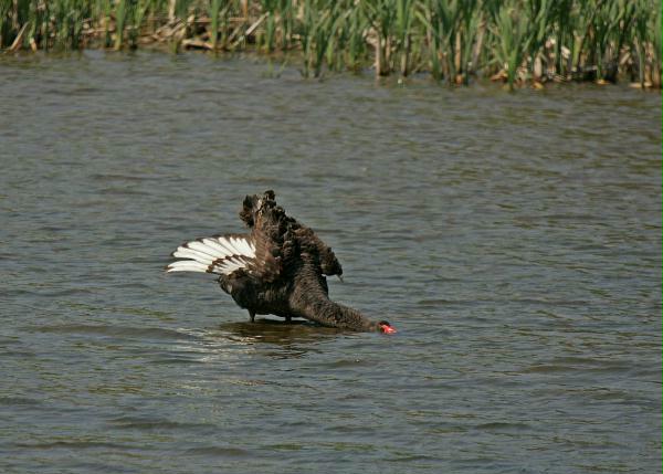 Black Swan <i>Cygnus atratus</i>