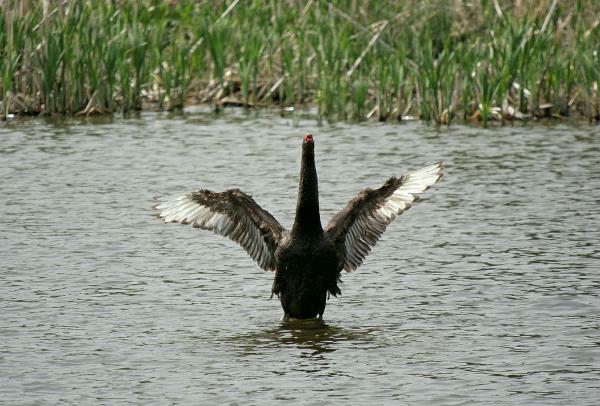 Black Swan <i>Cygnus atratus</i>