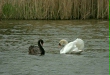 Black Swan vs Mute Swan