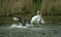 Black Swan vs Mute Swan