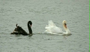 Black Swan vs Mute Swan