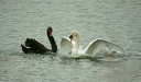 Black Swan vs Mute Swan