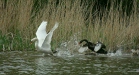 Black Swan vs Mute Swan