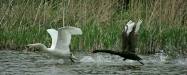 Black Swan vs Mute Swan
