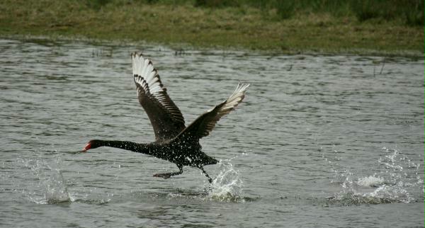 Black Swan vs Mute Swan