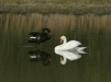 Black Swan vs Mute Swan