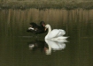 Black Swan vs Mute Swan