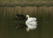 Black Swan vs Mute Swan