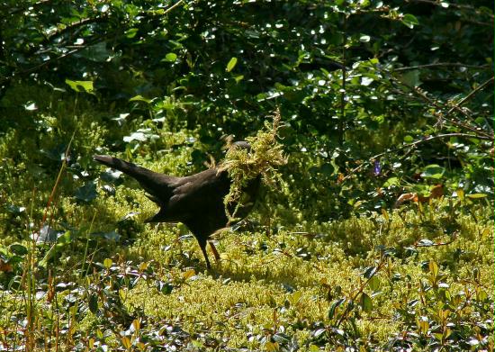 Blackbird <i>Turdus merula</i>