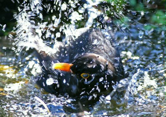 Blackbird <i>Turdus merula</i>