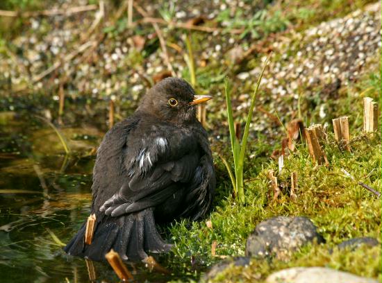 Blackbird <i>Turdus merula</i>